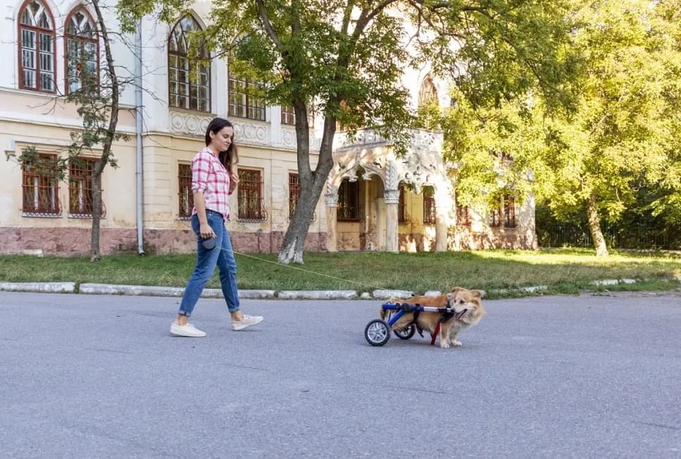Jak zrobić wózek inwalidzki dla psa - praktyczne porady i instrukcje